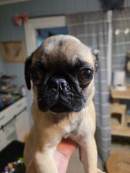 Lost Male Dog last seen Kimzey rd Mills River, Nc, Mills River, NC 28759
