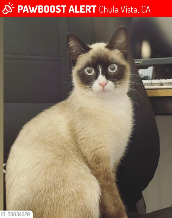 Lost Female Cat last seen Chula Vista, Chula Vista, CA 91911