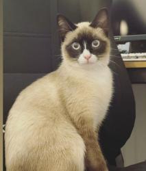 Lost Female Cat last seen Chula Vista, Chula Vista, CA 91911