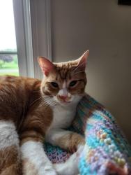 Reunited Female Cat last seen John Hanson Rd. Quackerneck Lane, Chestertown, MD 21620