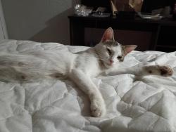 Lost Female Cat last seen La puente rd, West Covina, CA 91792