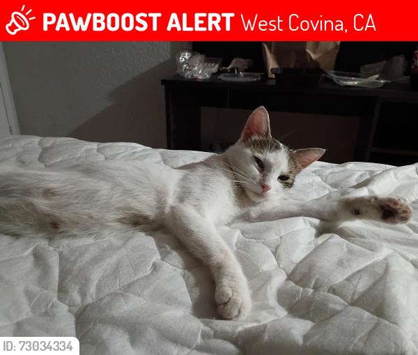 Lost Female Cat last seen La puente rd, West Covina, CA 91792