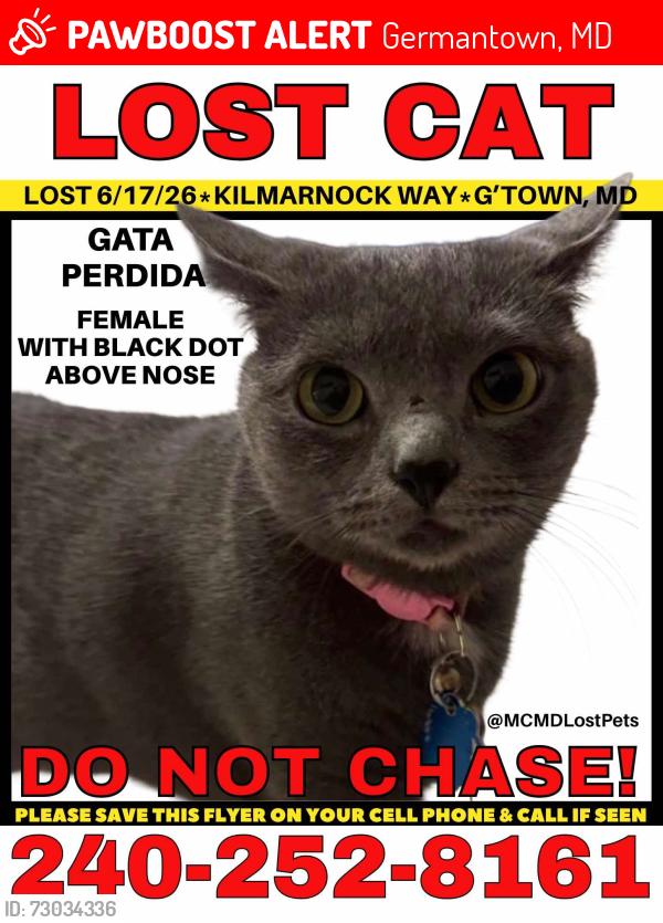 Lost Female Cat last seen great seneca highway , Germantown, MD 20874