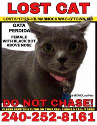 Lost Female Cat last seen great seneca highway , Germantown, MD 20874