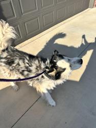 Found/Stray Male Dog last seen Chicago st, Lubbock, TX 79416