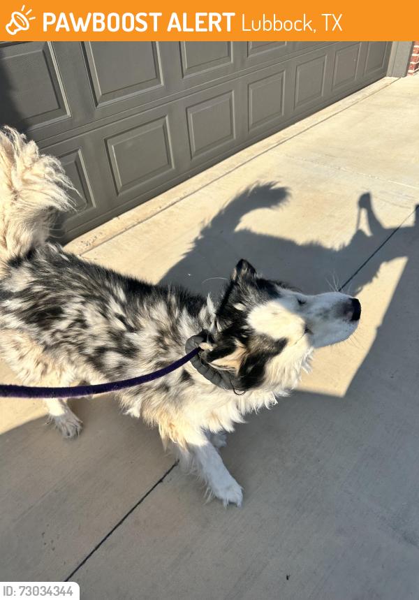 Found/Stray Male Dog last seen Chicago st, Lubbock, TX 79416