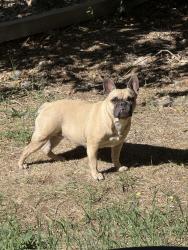 Lost Female Dog last seen 117th and Chambers Buffalo Run, Brighton, CO 80603