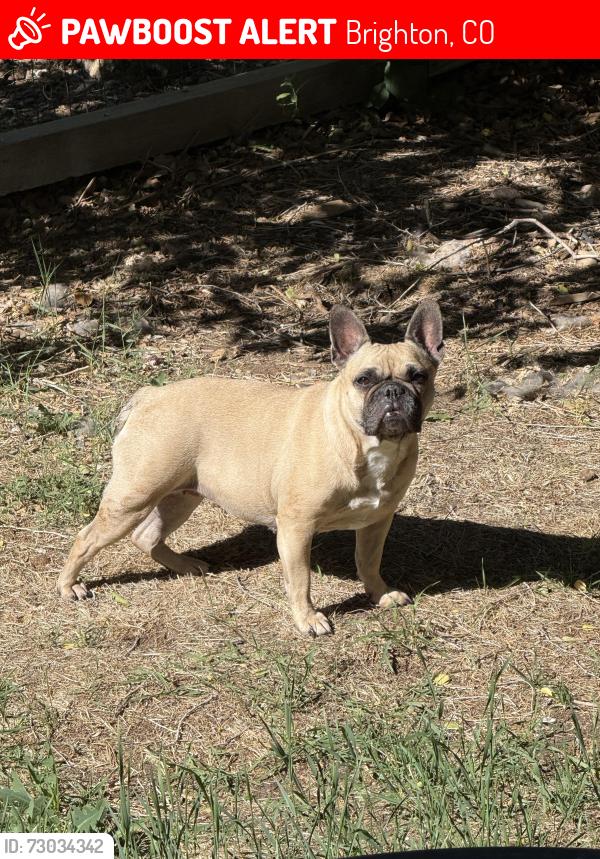 Lost Female Dog last seen 117th and Chambers Buffalo Run, Brighton, CO 80603