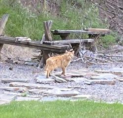 Found/Stray Unknown Cat last seen Allen St., Kelso, WA 98626