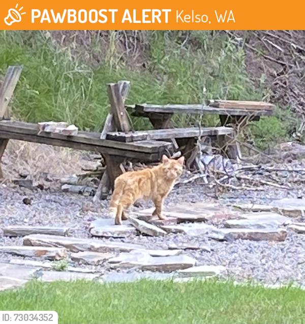 Found/Stray Unknown Cat last seen Allen St., Kelso, WA 98626