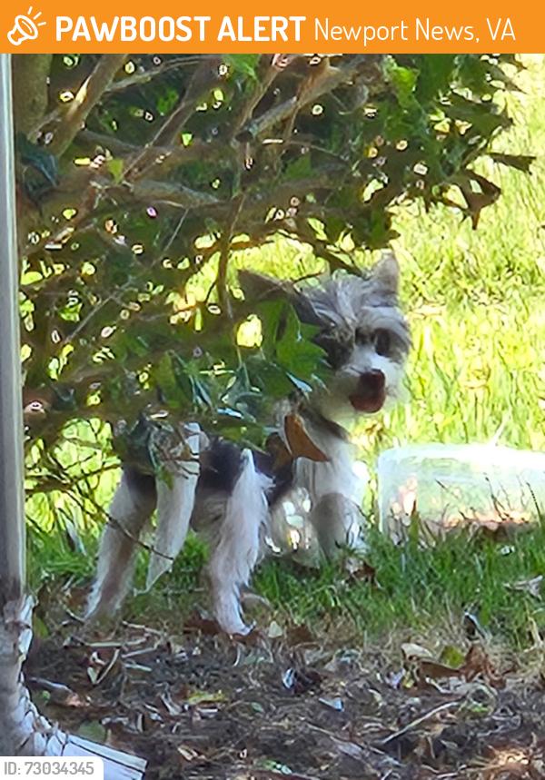 Found/Stray Unknown Dog last seen Near briarfield Rd Newport news , Newport News, VA 23605