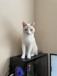 Reunited Female Cat last seen Near 129th Ave SE, Bellevue, WA, 98005, Bellevue, WA 98005