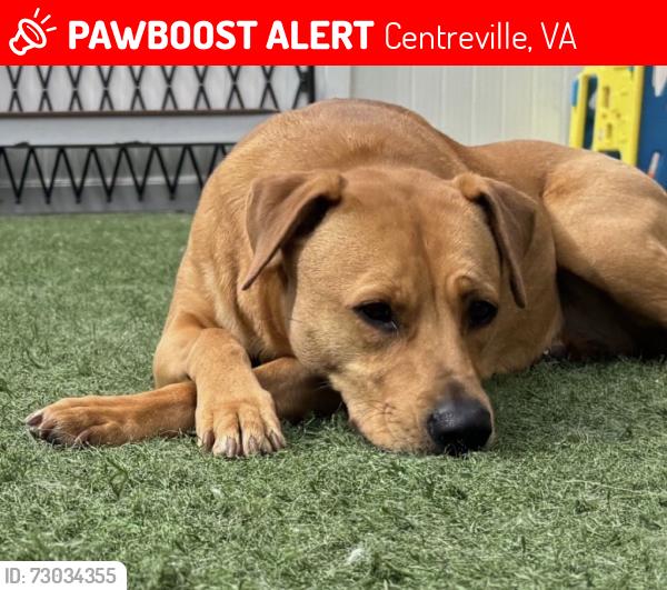 Lost Female Dog last seen Dog park, Manassas Park, VA 20111