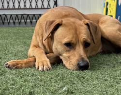 Lost Female Dog last seen Dog park, Manassas Park, VA 20111