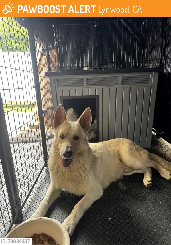 Found/Stray Male Dog last seen Lavenia Ave & Phillips Ave, Lynwood, CA 90262
