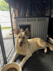 Found/Stray Male Dog last seen Lavenia Ave & Phillips Ave, Lynwood, CA 90262
