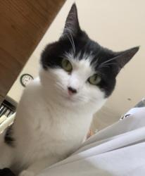 Lost Female Cat last seen Escaped from open window on roof on Munster Road, Greater London, England SW6