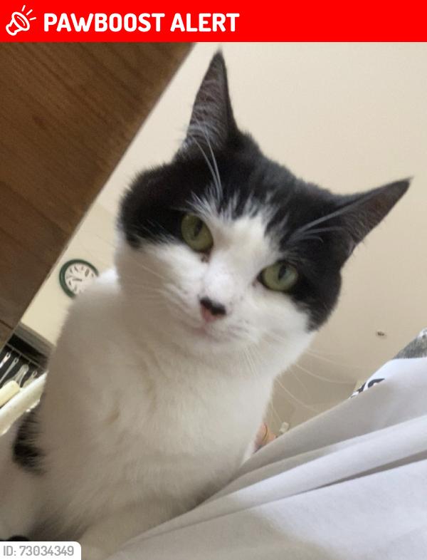 Lost Female Cat last seen Escaped from open window on roof on Munster Road, Greater London, England SW6