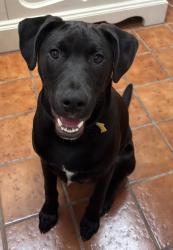 Lost Male Dog last seen Bellewood  Harmon, Lexington, SC 29072