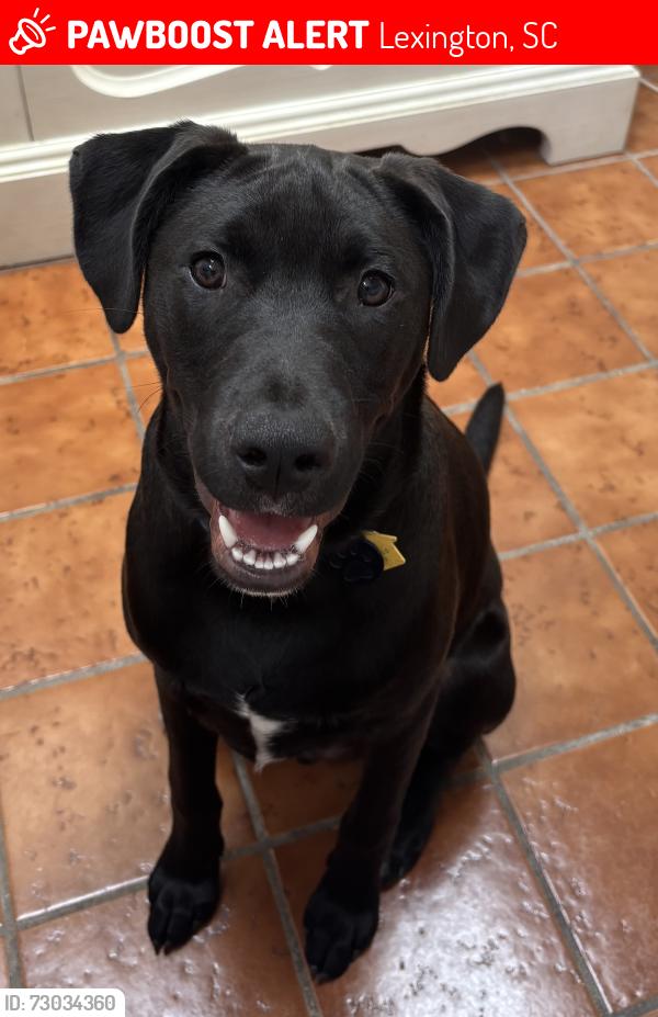 Lost Male Dog last seen Bellewood  Harmon, Lexington, SC 29072