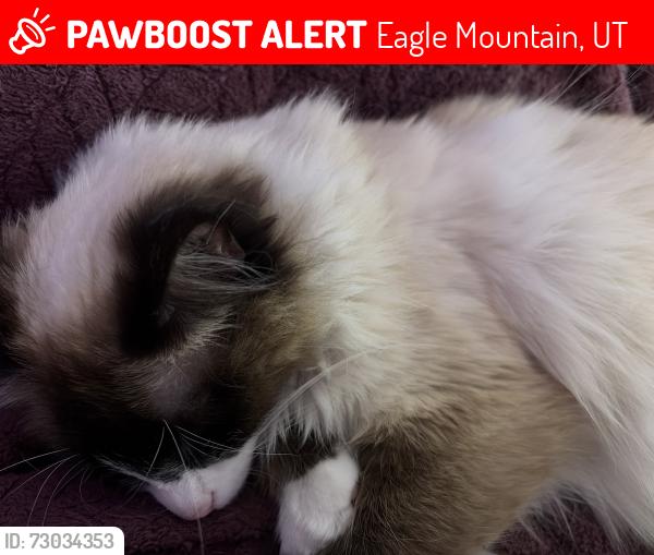 Lost Female Cat last seen Near hillside dr eagle mtn Utah, Eagle Mountain, UT 84005