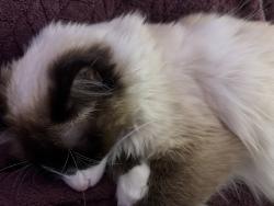 Lost Female Cat last seen Near hillside dr eagle mtn Utah, Eagle Mountain, UT 84005