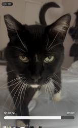 Found/Stray Female Cat last seen Wonderview drive , Los Angeles, CA 90038