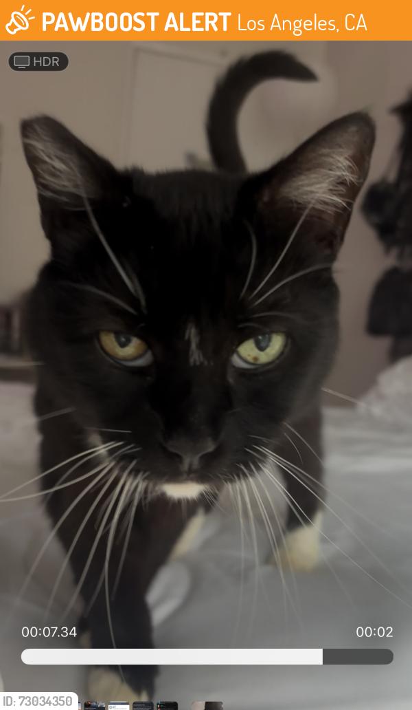 Found/Stray Female Cat last seen Wonderview drive , Los Angeles, CA 90038