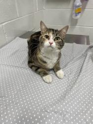 Shelter Stray Female Cat last seen Near E Fayette st, 21224, MD, 301 Stockholm St, Baltimore, MD 21230, USA