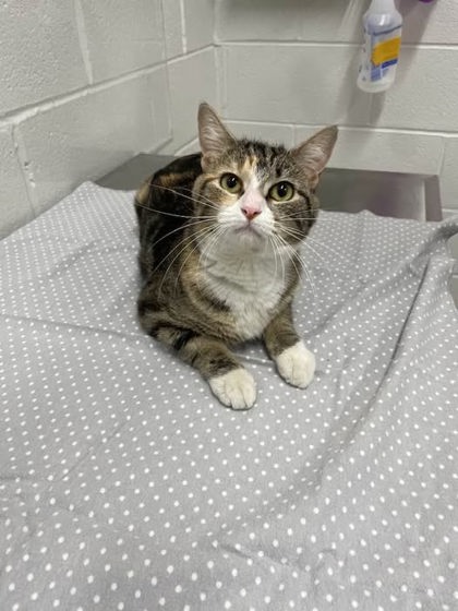 Shelter Stray Female Cat last seen Near E Fayette st, 21224, MD, 301 Stockholm St, Baltimore, MD 21230, USA