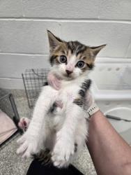Shelter Stray Male Cat last seen Near N Mt. Oliver ST, 21229, MD, 301 Stockholm St, Baltimore, MD 21230, USA