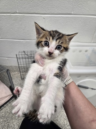 Shelter Stray Male Cat last seen Near N Mt. Oliver ST, 21229, MD, 301 Stockholm St, Baltimore, MD 21230, USA