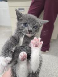 Shelter Stray Male Cat last seen Near N Mt. Oliver ST, 21229, MD, 301 Stockholm St, Baltimore, MD 21230, USA
