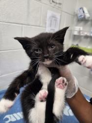 Shelter Stray Female Cat last seen Near N Mt. Oliver ST, 21229, MD, 301 Stockholm St, Baltimore, MD 21230, USA