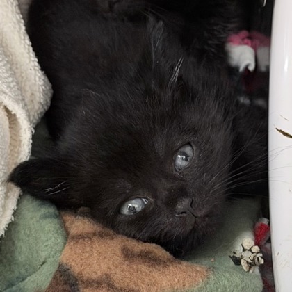 Shelter Stray Male Cat last seen Manley St, Sun Prairie, City of, WI, 5132 Voges Rd, Madison, WI 53718, USA