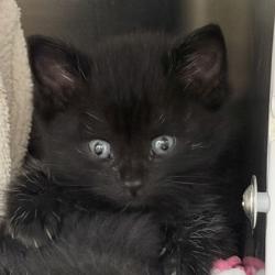 Shelter Stray Male Cat last seen Manley St, Sun Prairie, City of, WI, 5132 Voges Rd, Madison, WI 53718, USA