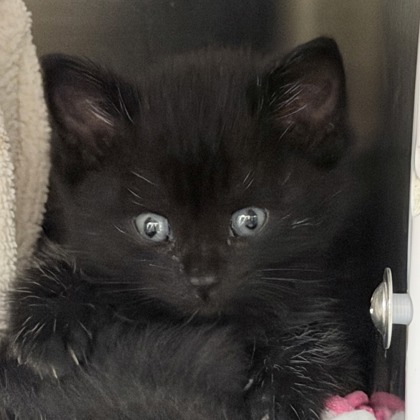 Shelter Stray Male Cat last seen Manley St, Sun Prairie, City of, WI, 5132 Voges Rd, Madison, WI 53718, USA