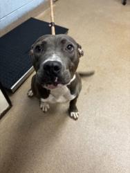 Shelter Stray Female Dog last seen Near FLAT SHOALS PKWY 20-B Decatur, 30034, 30034, GA, 3280 Chamblee Dunwoody Rd, Chamblee, GA 30341, USA