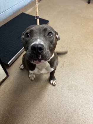 Shelter Stray Female Dog last seen Near FLAT SHOALS PKWY 20-B Decatur, 30034, 30034, GA, 3280 Chamblee Dunwoody Rd, Chamblee, GA 30341, USA