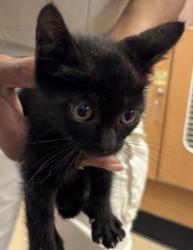 Shelter Stray Male Cat last seen Near Sheridan Road NE, Atlanta 30324, 30324, GA, 3280 Chamblee Dunwoody Rd, Chamblee, GA 30341, USA