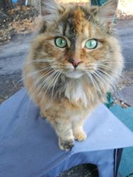 Lost Female Cat last seen Scott streeet - maxwell st, Wilkes-Barre, PA 18702