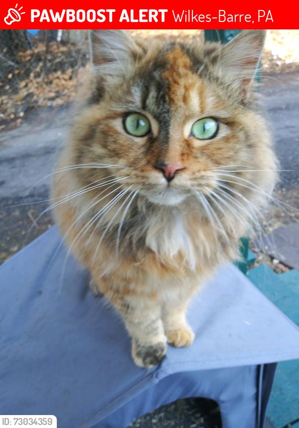 Lost Female Cat last seen Scott streeet - maxwell st, Wilkes-Barre, PA 18702