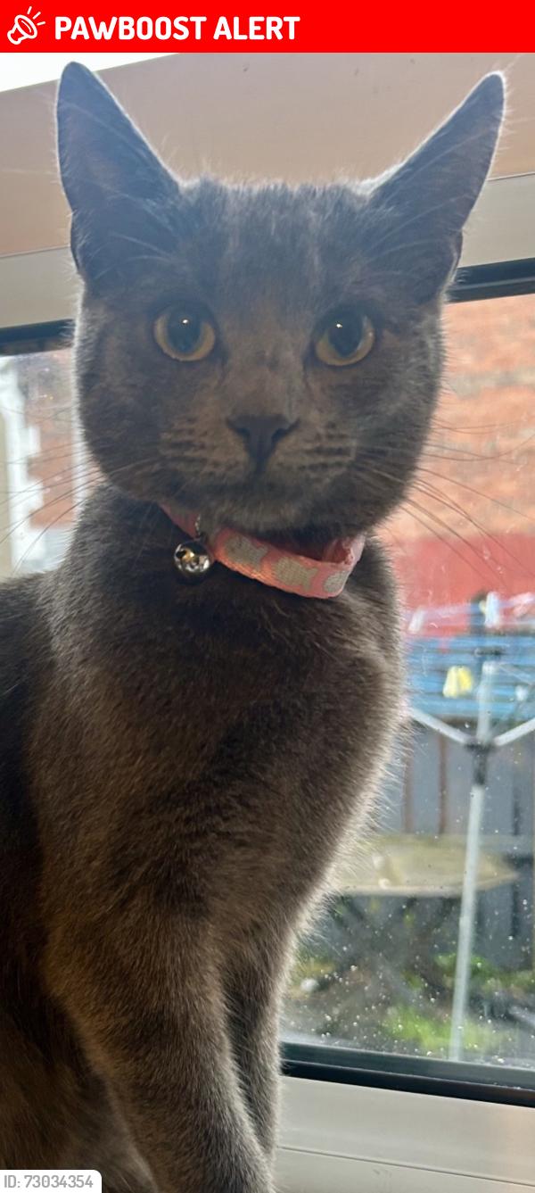 Lost Female Cat last seen Broadway Road, Belfast, Northern Ireland BT12