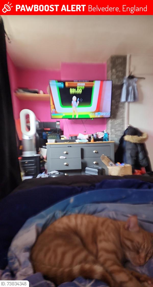 Lost Male Cat last seen Belvedere , Belvedere, England 