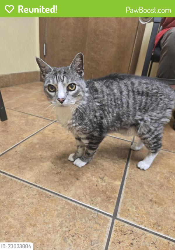 Reunited Male Cat last seen Maplewood Park, Pierce County, WA 98329