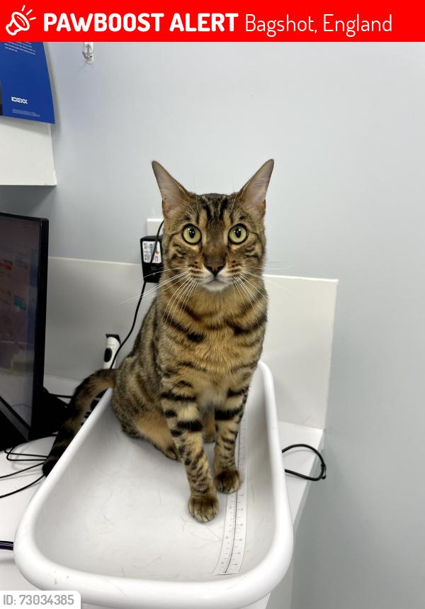 Lost Male Cat last seen bagshot high street, Bagshot, England 