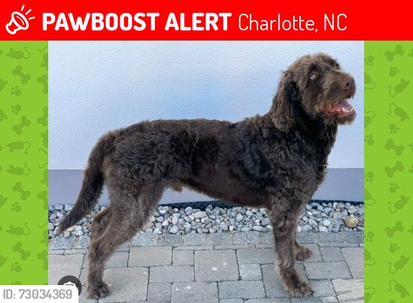 Lost Male Dog last seen Highland Creek Area, Turnberry neighborhood, Charlotte, NC 28269