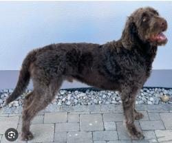 Lost Male Dog last seen Highland Creek Area, Turnberry neighborhood, Charlotte, NC 28269