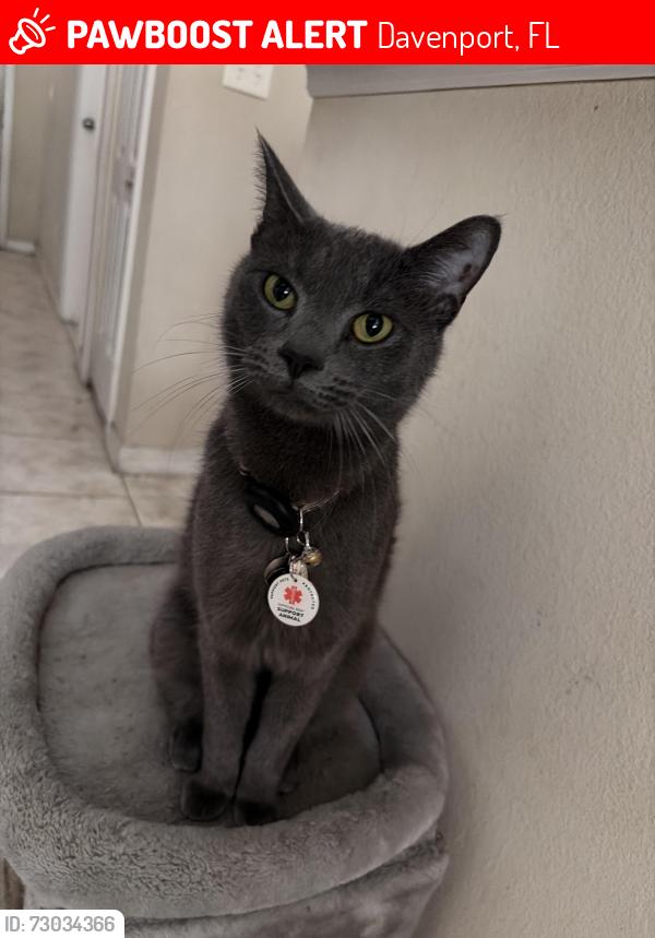Lost Male Cat last seen Scrub Jay Way and Royal Ridge Drive, Davenport, FL 33896