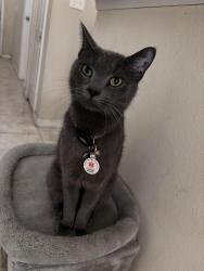 Lost Male Cat last seen Scrub Jay Way and Royal Ridge Drive, Davenport, FL 33896